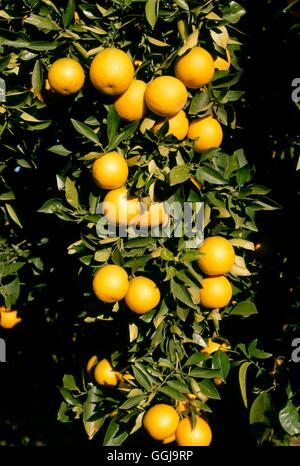 Orange - `Valencia' (Citrus sinensis)   FRU087143 Stock Photo